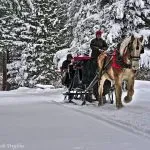 Experience Borges Carriage Rides in Lake Tahoe