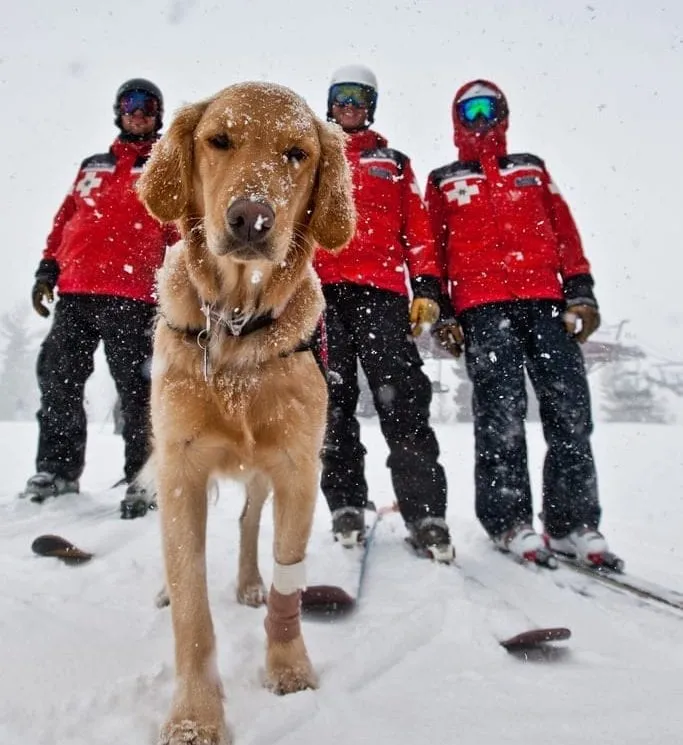 Dog enjoying a snowy day with his 3 pals