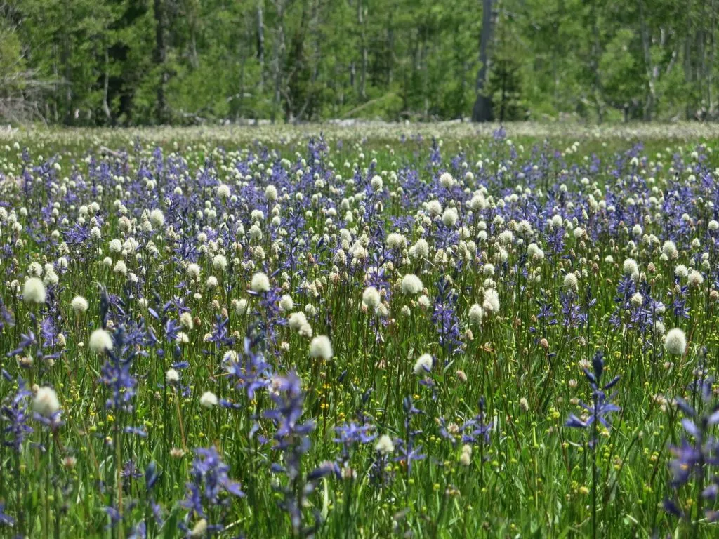 Visit Page Meadows Lake Tahoe