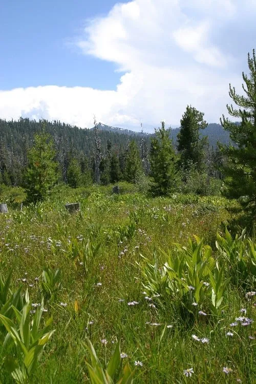 Image of meeks meadow on a sunny day