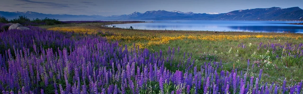 What's Trending - Spring Activities