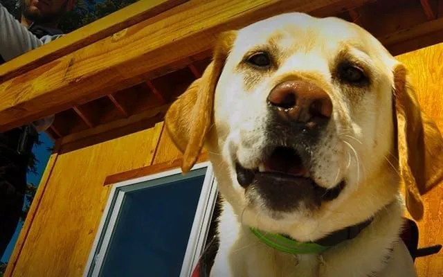 Yellow lab outside enjoying tahoe