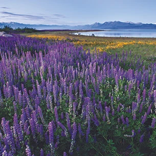 Lavender Fields in Lake Tahoe