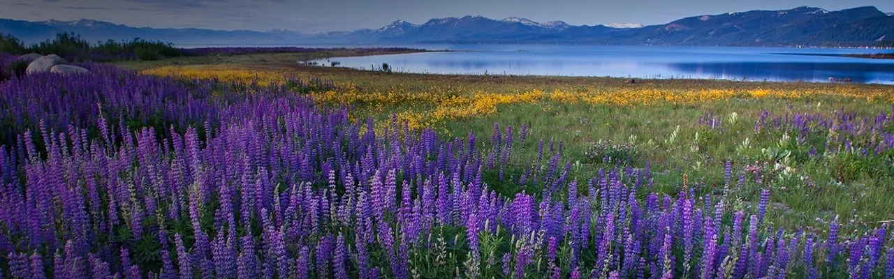Lavender field in Spring time in Lake Tahoe