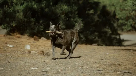 Dog running with a stick on the beaches of North Lake Tahoe 
