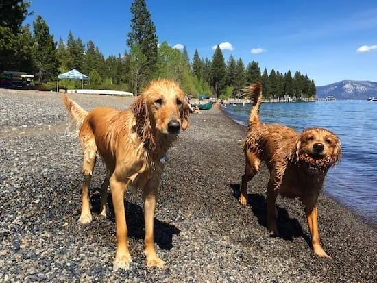 Two Dogs running on the beaches of North lake Tahoe