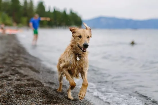 Wet dog running on the beaches of Lake Tahoe 