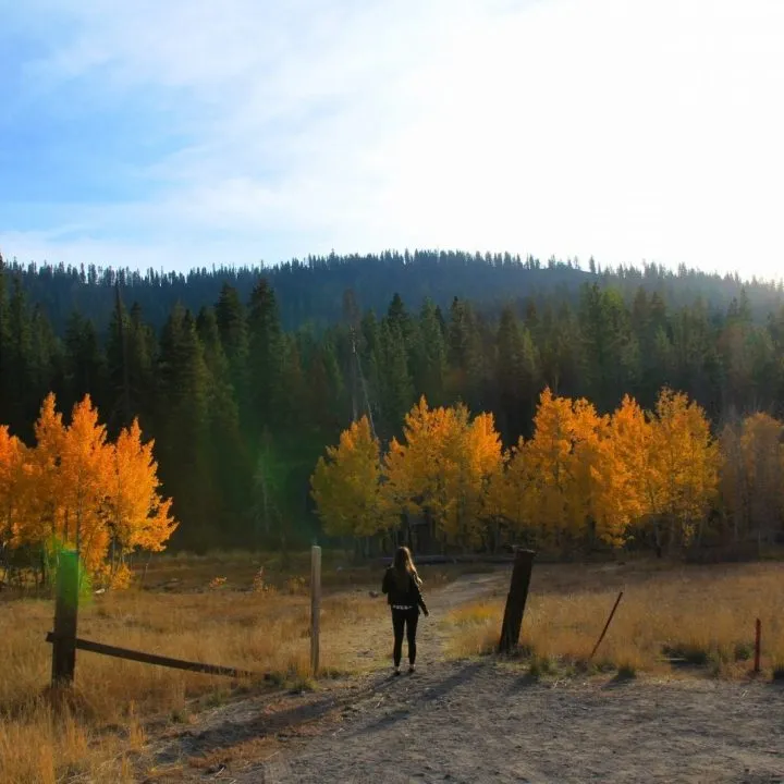 Fall trees in a Lake Tahoe Valley