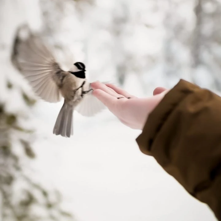 Chickadee Ridge snowshoeing Lake Tahoe