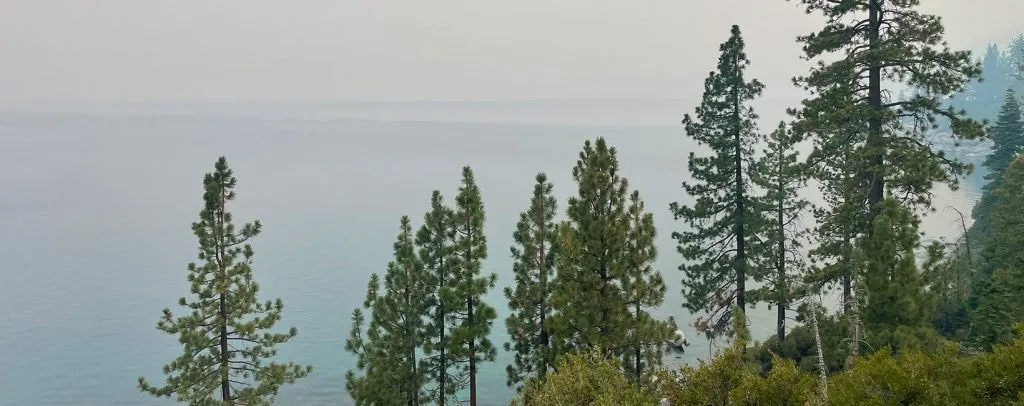 Green trees on the slope side in Lake Tahoe