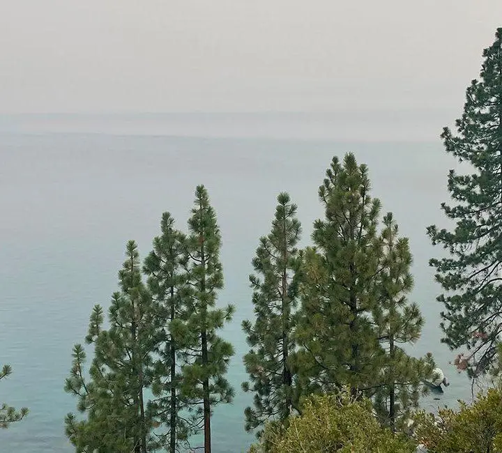 Green trees on the slope side in Lake Tahoe