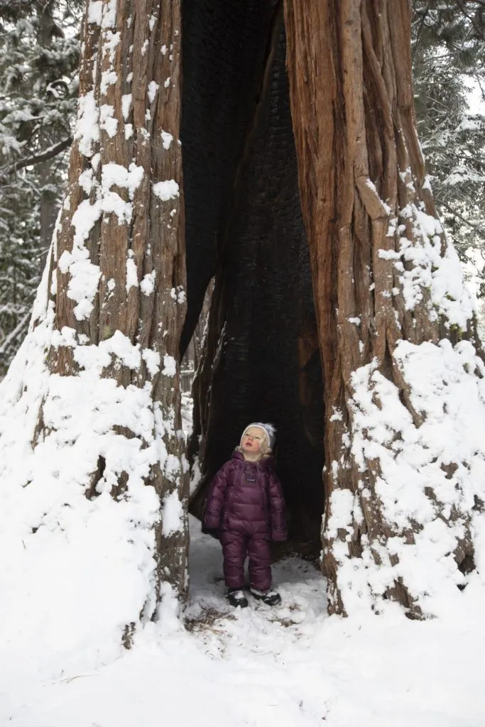 Large cut out of a giant tree with a little kid exploring the opening on a snowy day 