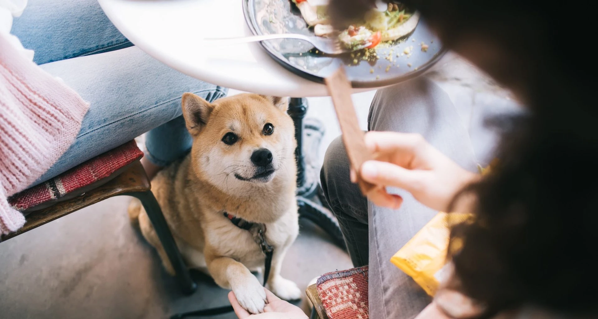 Shiba Inu dog sitting under a table looking up at a person holding a treat.