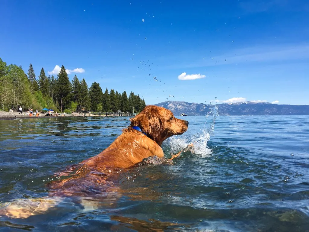 Golden Retriever is swimming on a sunny day in Lake Tahoe 