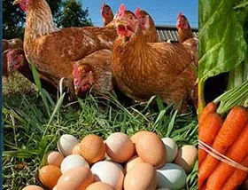 Tahoe City Farmer’s Market – Thursdays