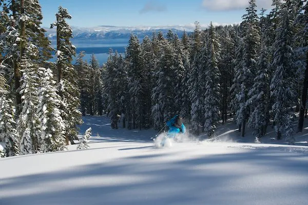 Person skiing on the powdery white snow of Lake Tahoe in between the big trees
