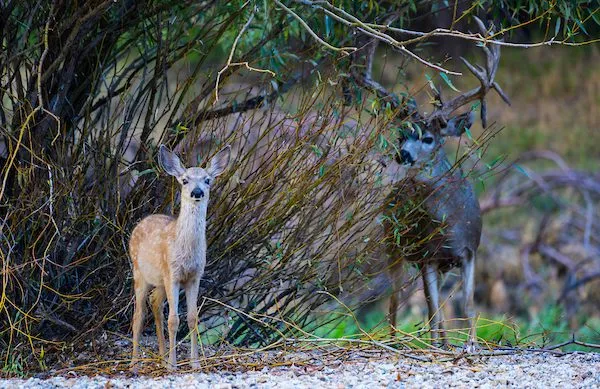 Shot of deer and doe in the woods around Lake Tahoe