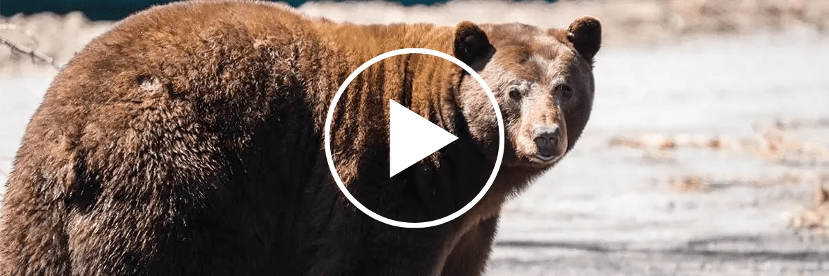 Bear in Lake Tahoe