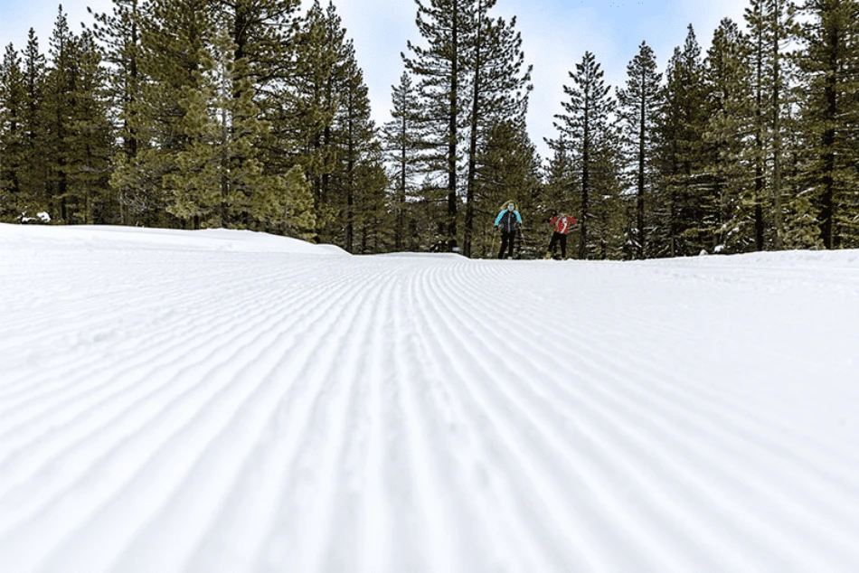 Snow tracks with trees in the back ground in Lake Tahoe
