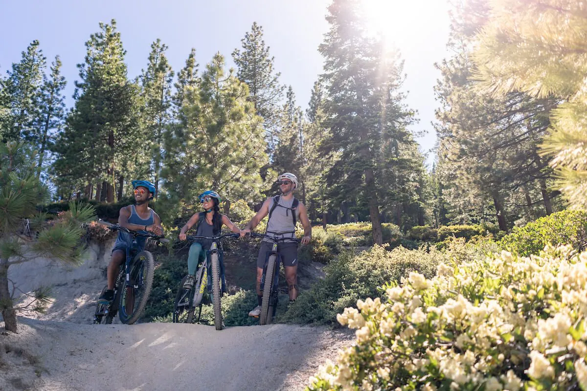 People riding mountain bikes in the trees