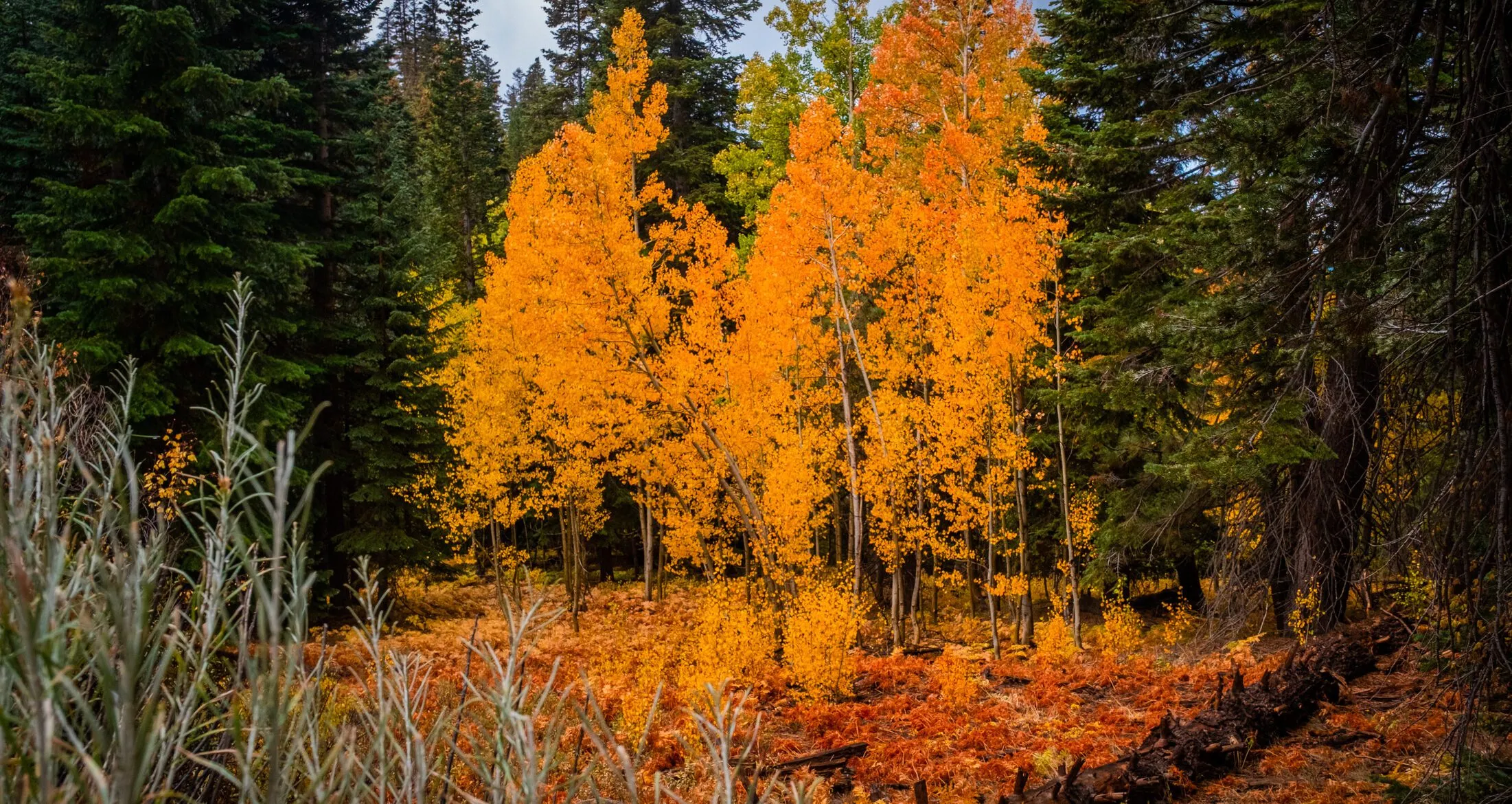 Things To Do in Lake Tahoe During Fall