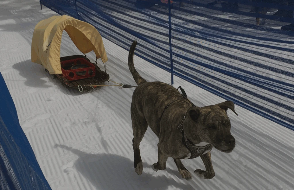 Ididarun Sled Dog Race