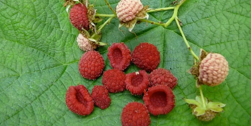 Edible and Medicinal Plants and Berries