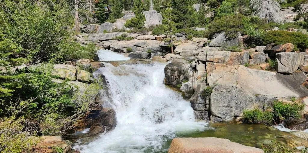 Wild Edible and Medicinal Plants of Shirley Canyon